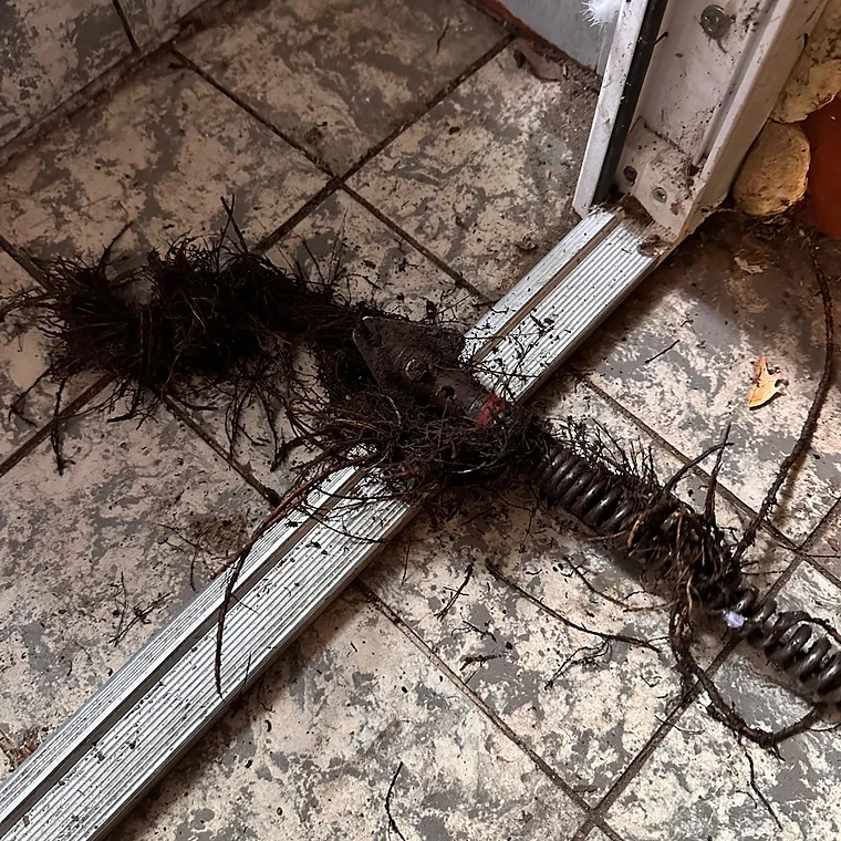 Spiralkopf mit anhaftenden Wurzeln auf dem Boden vor einer Kellertür